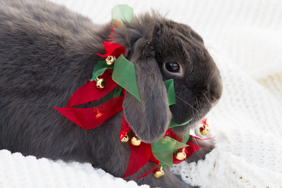 Holiday Hazards