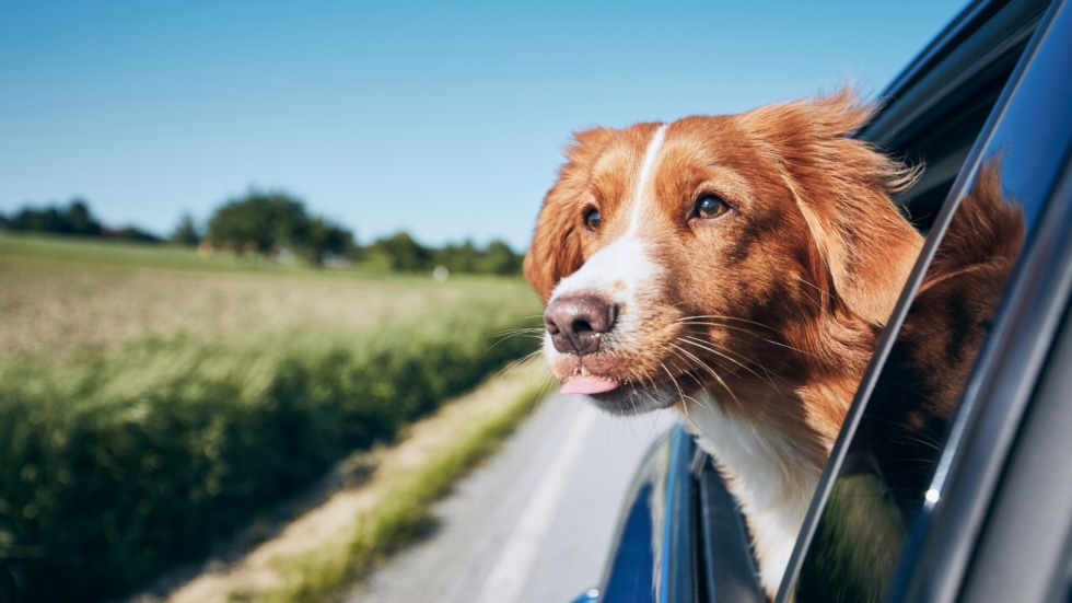Celebrating National Pet Travel Safety Day 2025: Ensuring Safe Journeys for Your Furry Companions