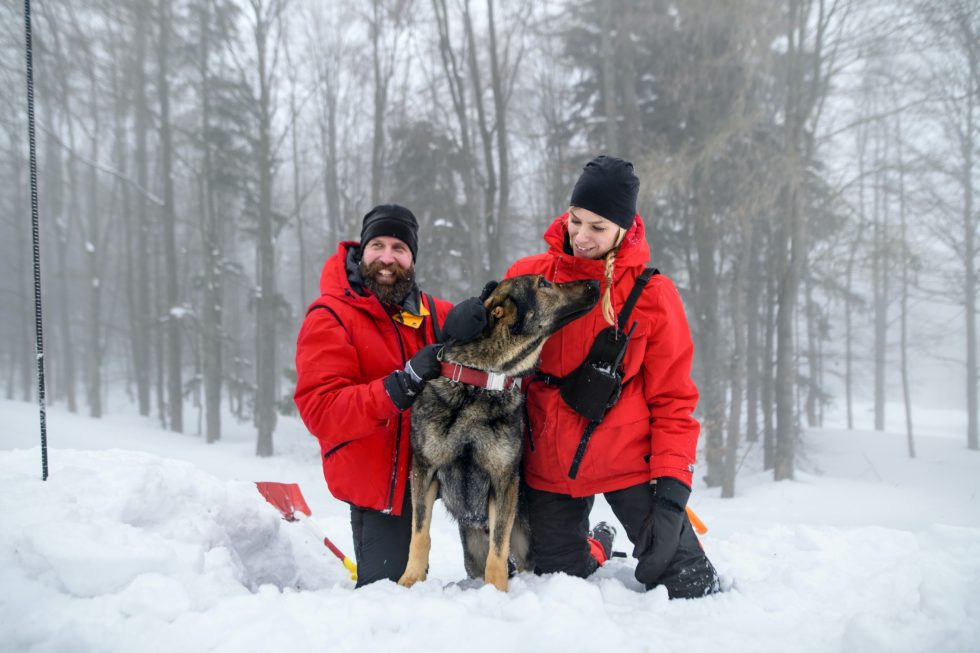 January is National Train Your Dog Month