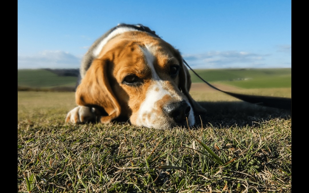 March Is Pet Poison Prevention Month