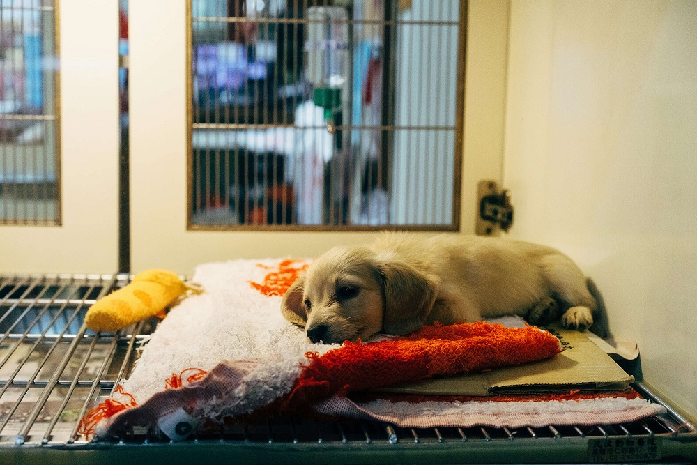 Rescue Pets & Second Chances: Stories of Hope & Healing