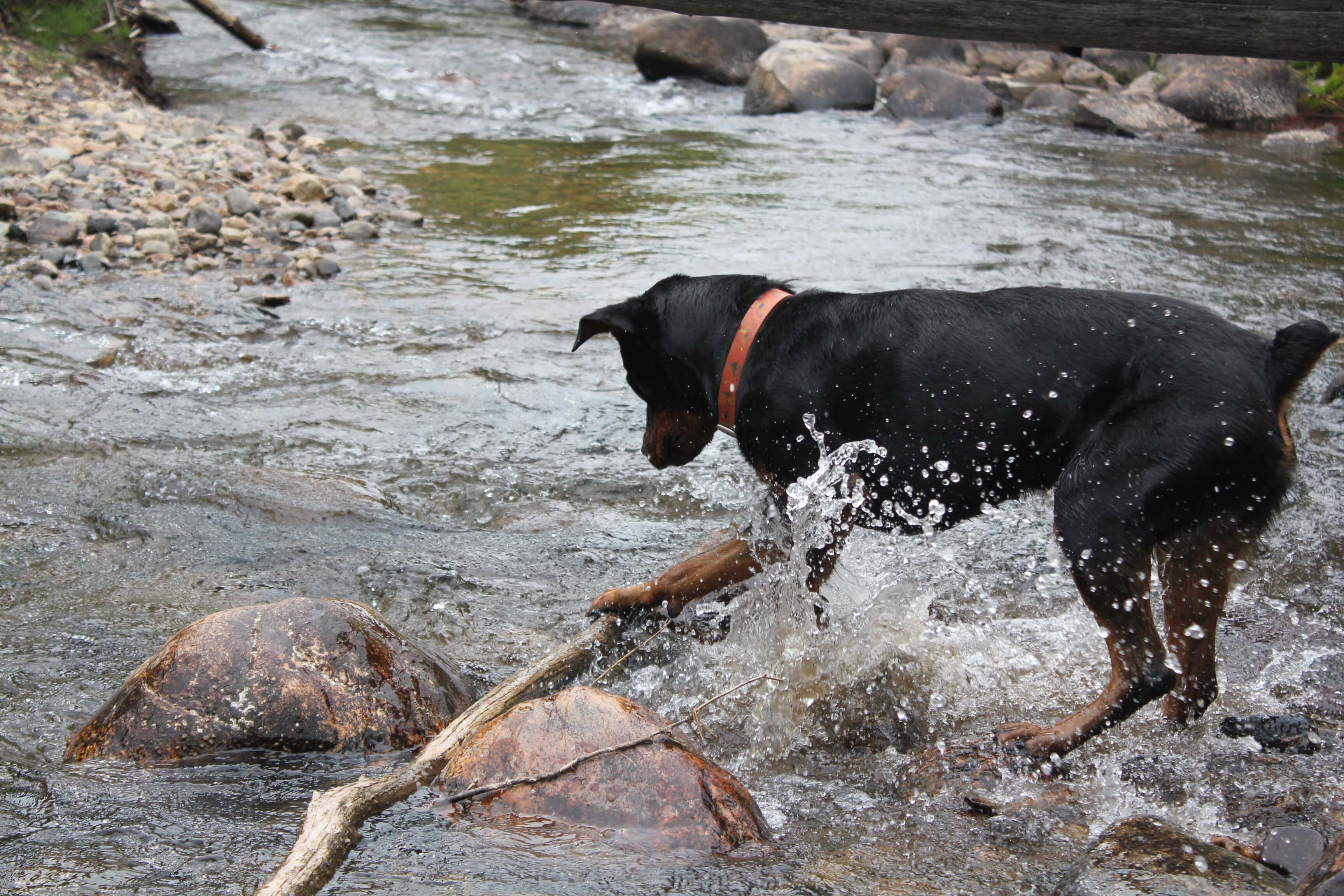 Recognizing and Managing Chronic Pain in Dogs and Cats: A Guide for Pet Owners