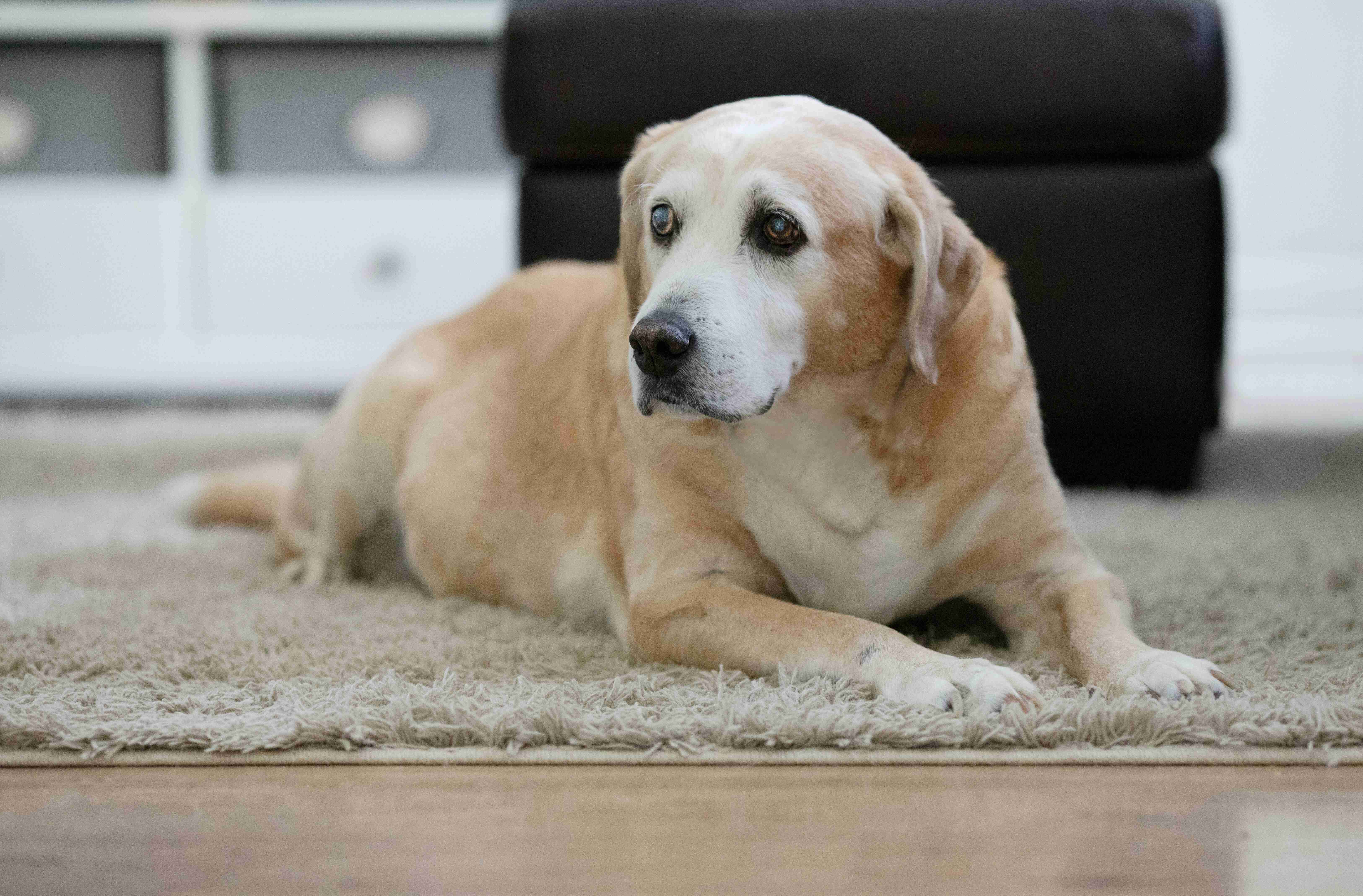 Don’t Ignore the Lumps: Caring for Senior Pets and Catching Changes Early