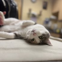 Did you know Alpine has pet Wellness Plans?