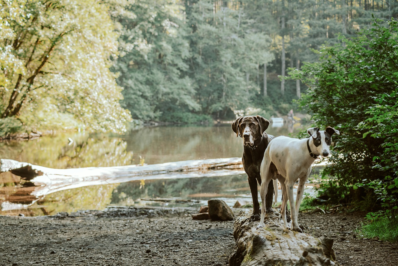 Navigating the Modern Vet World: A Look Inside Alpine Animal Hospital