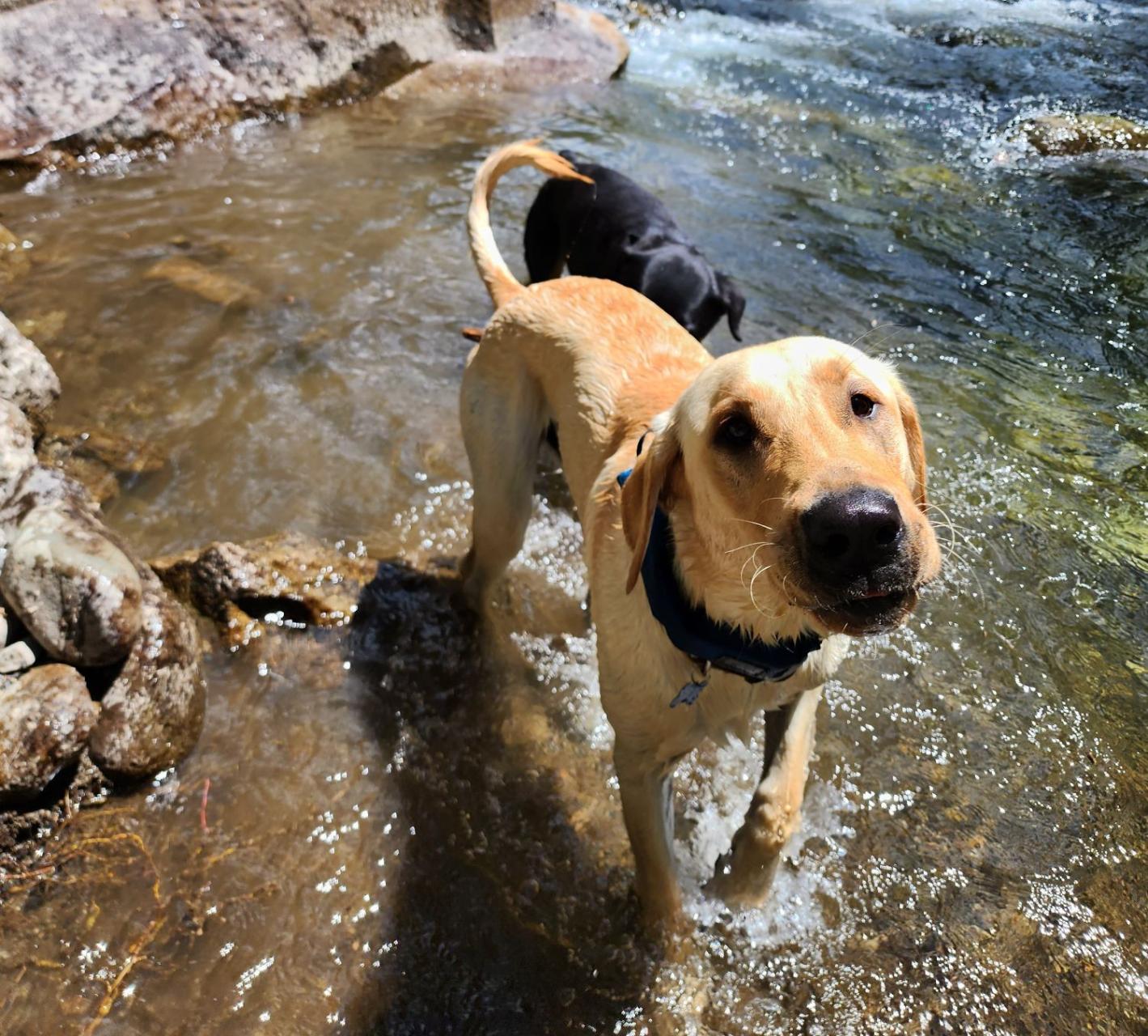 Dog enjoying the water in the Roaring Fork Valley