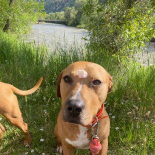 Dog swimming in the mountains