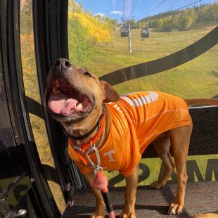 Dog hiking in the mountains