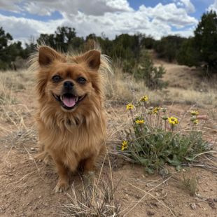 Dog hiking in the mountains