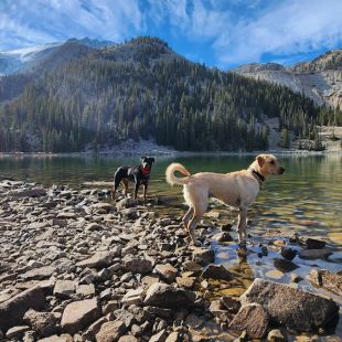 Dog enjoying the outdoors
