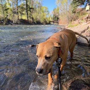 Dog enjoying the outdoors