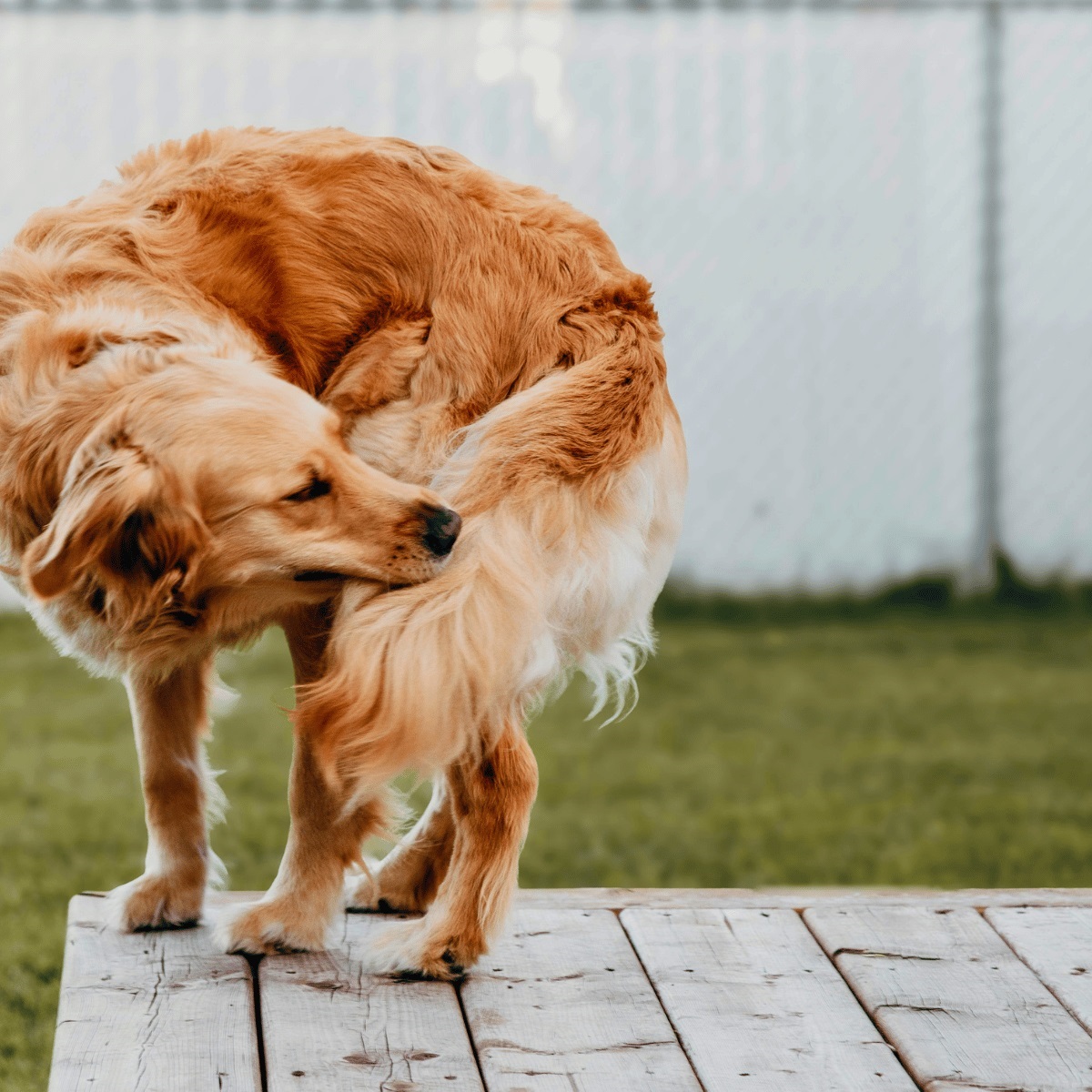 Understanding Seasonal Allergies, Flea Dermatitis, and Skin Infections