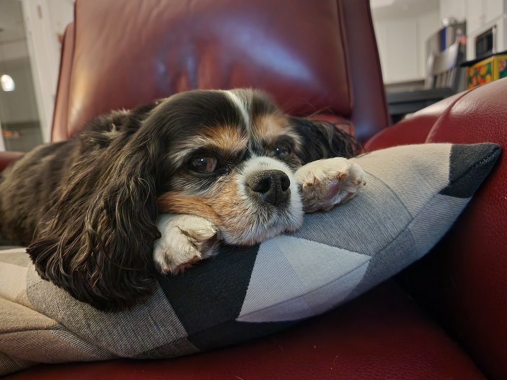 Why Do Senior Pets Seem More Confused at Night When the Days Get Shorter?
