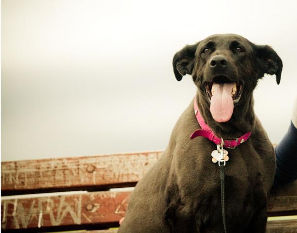 Pets and the Summer Heat