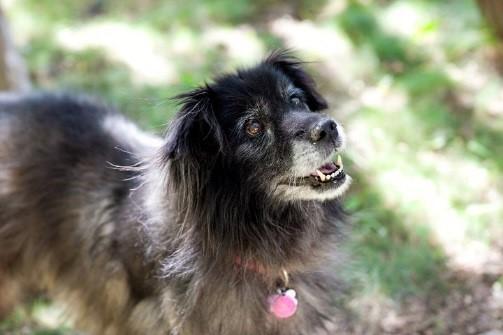 Taking Care of Your Senior Pet