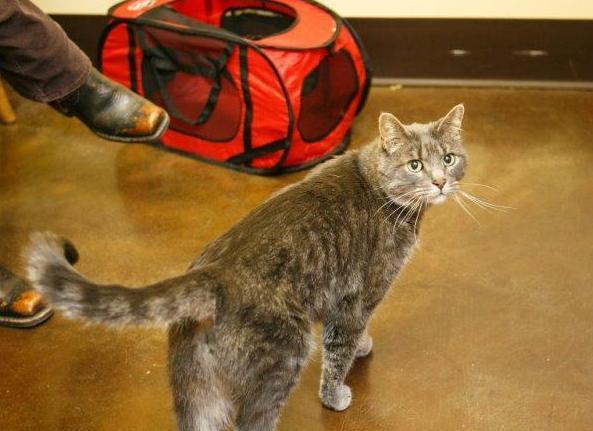 National Take Your Cat To The Vet Day