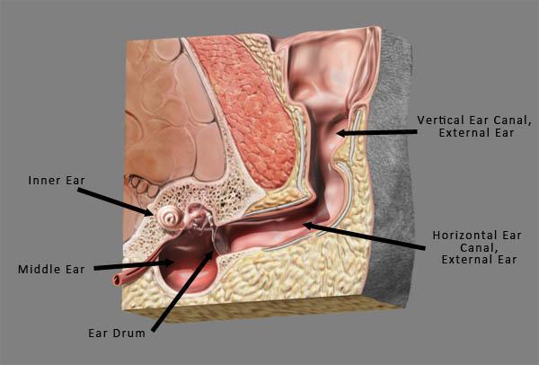 Otitis – Ear Infections in Dogs and Cats