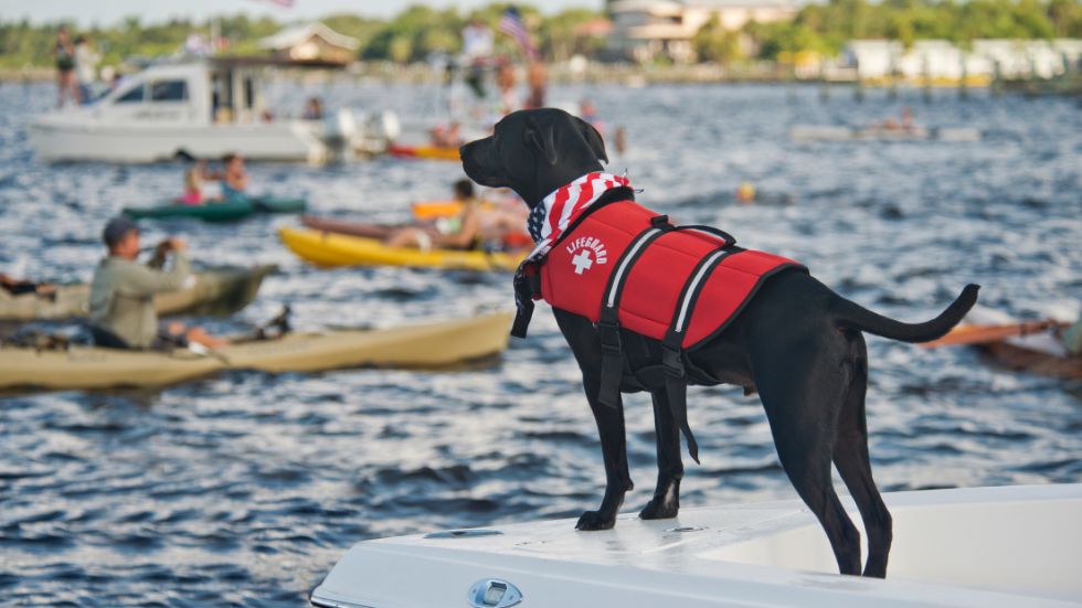 Your Pet and the 4th of July