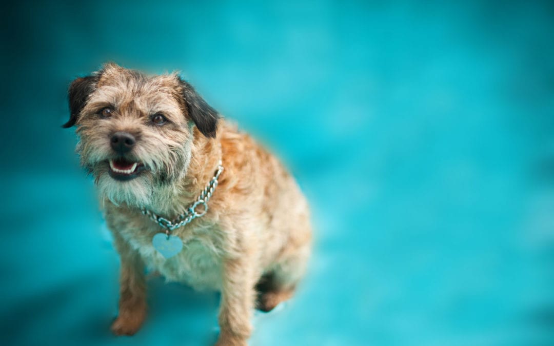 November is Adopt a Senior Pet Month!