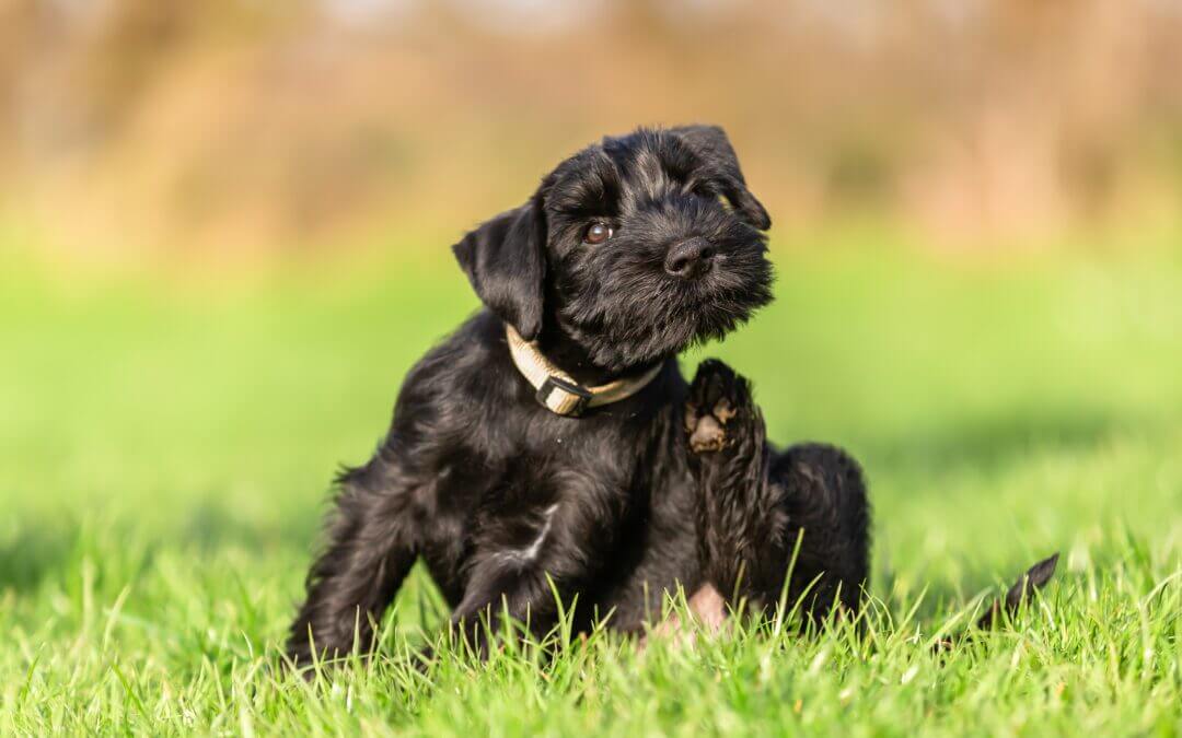 Three Reasons Why your Pet Might be Having Allergic Reactions