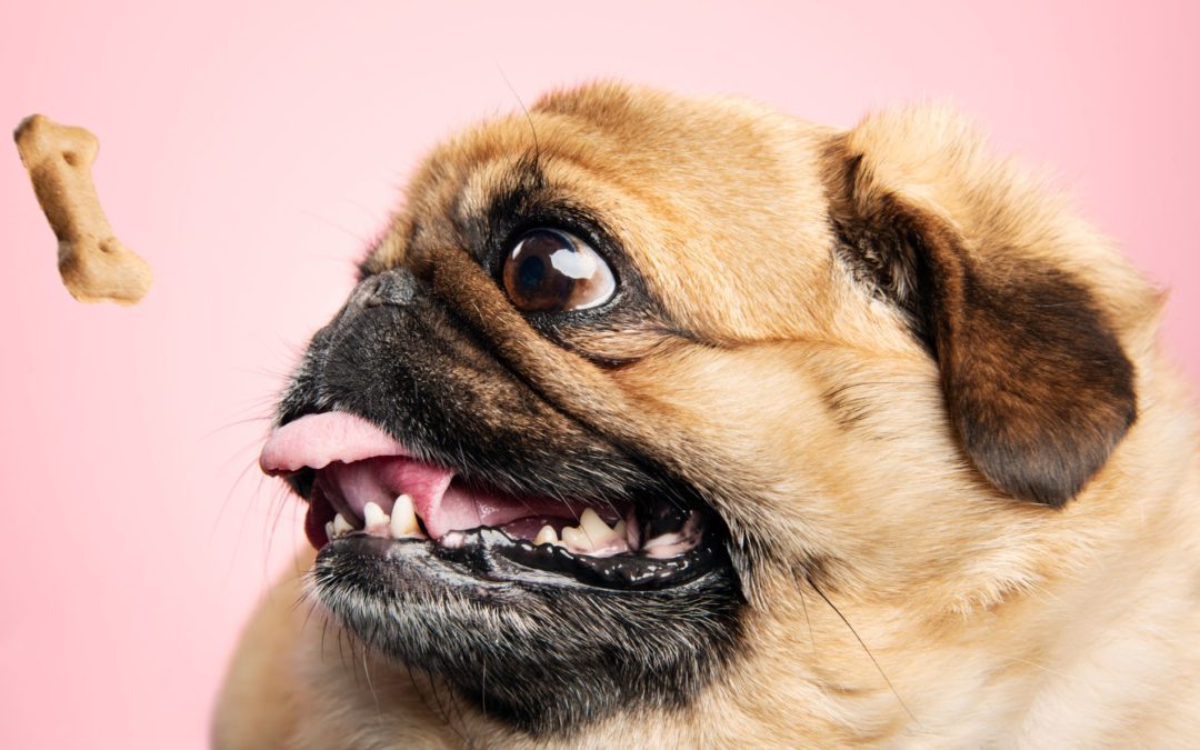 Pet Obesity Awareness Month