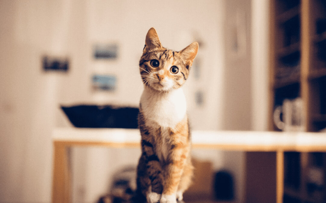 What a Pet Needs