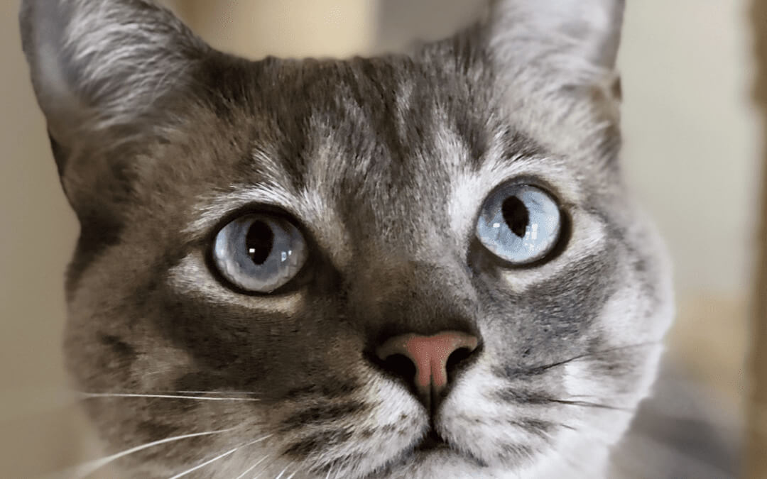 The Purr-fect Tips for Happy Healthy Cat Month