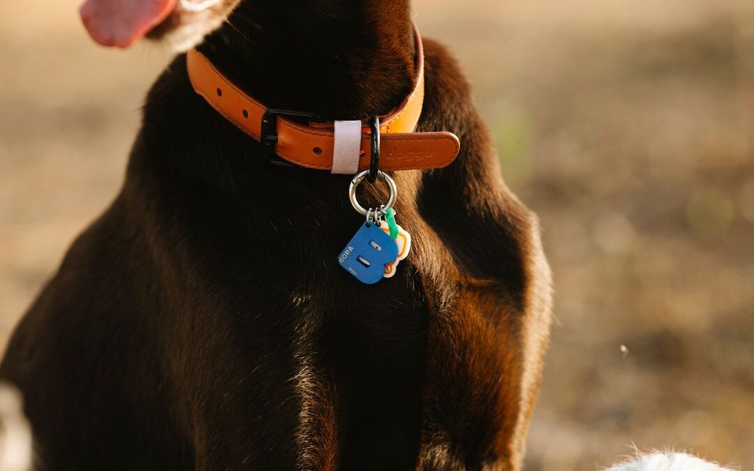 Wearable Patient Monitoring Technology for Small Animals