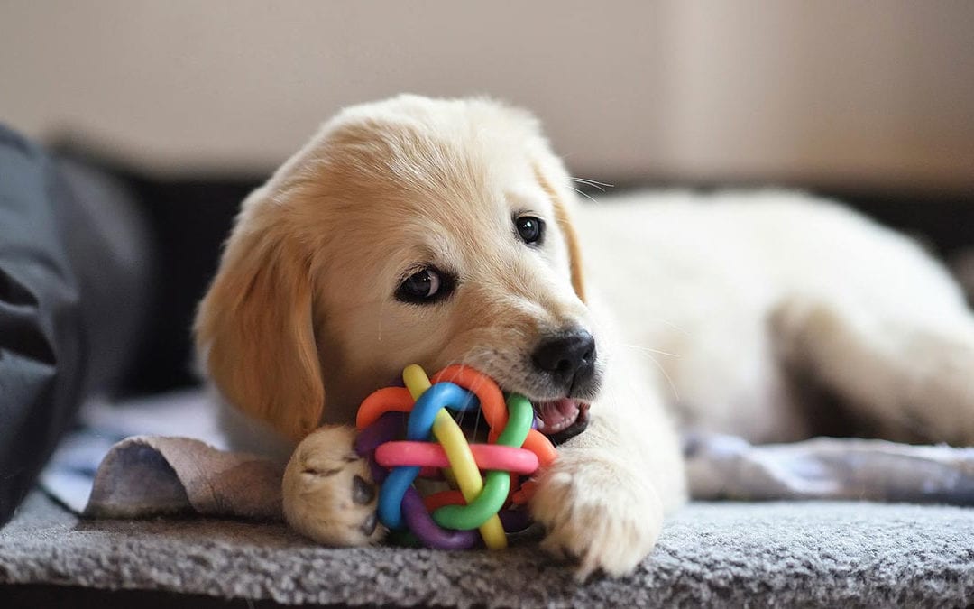 New Puppies and Veterinary Care