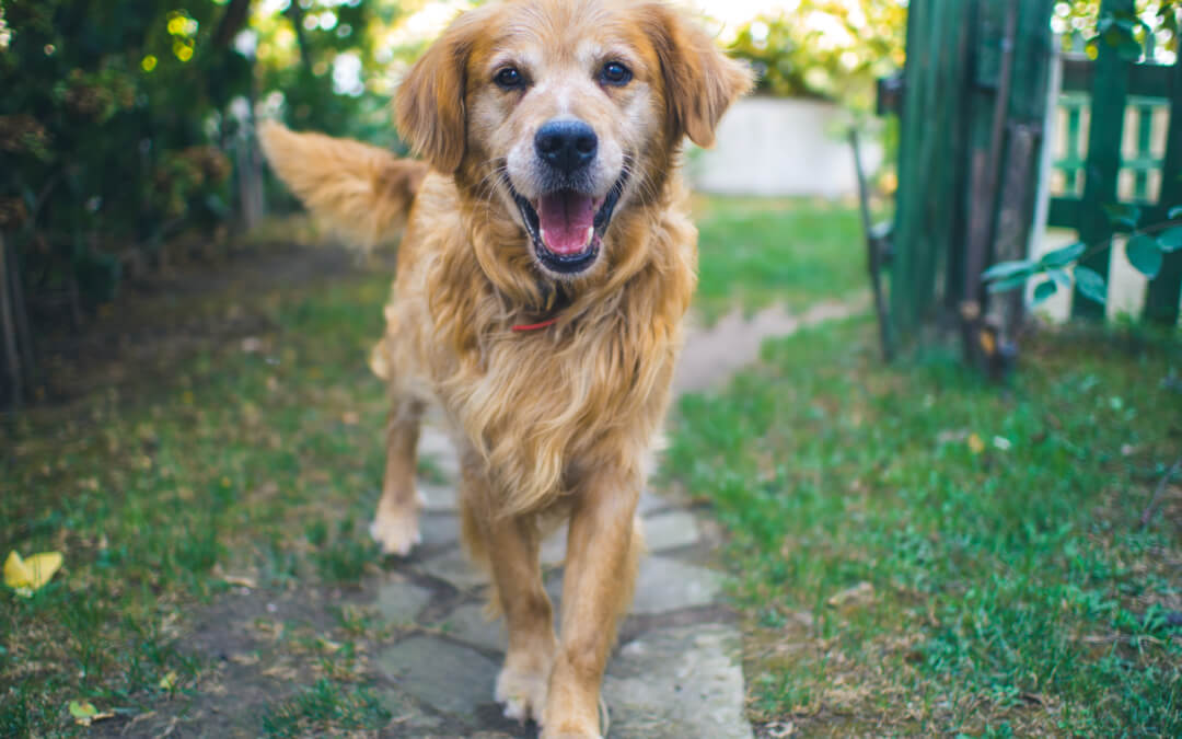 Protect Your Pets From Parasites This Spring
