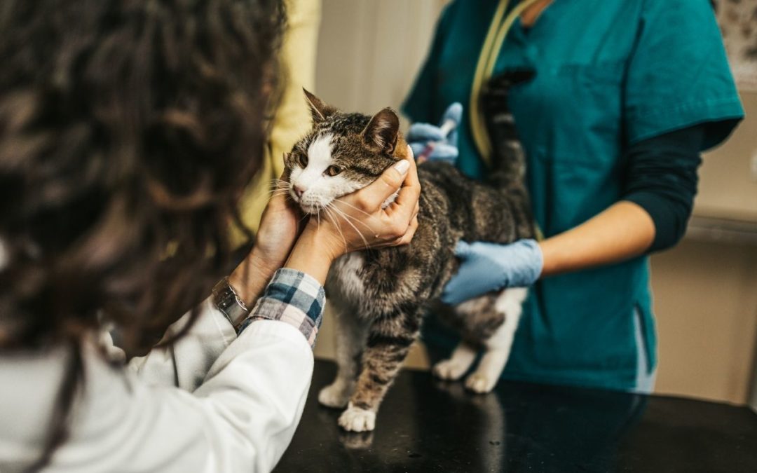 What Quality Means to Me as a Veterinary Nurse