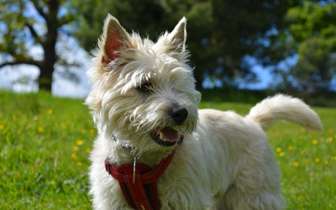 Canine Infectious Respiratory Disease Complex aka Kennel Cough: Updates and What You Need to Know