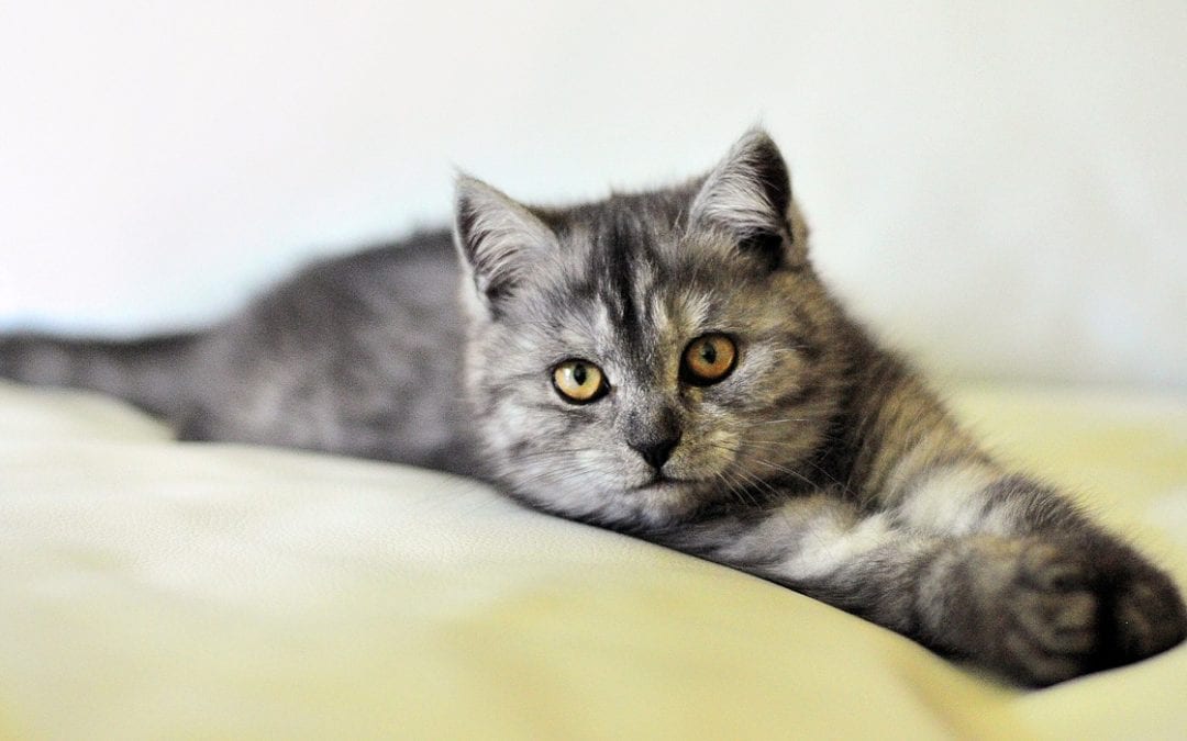 How To Tell If Your Pet Is In Pain