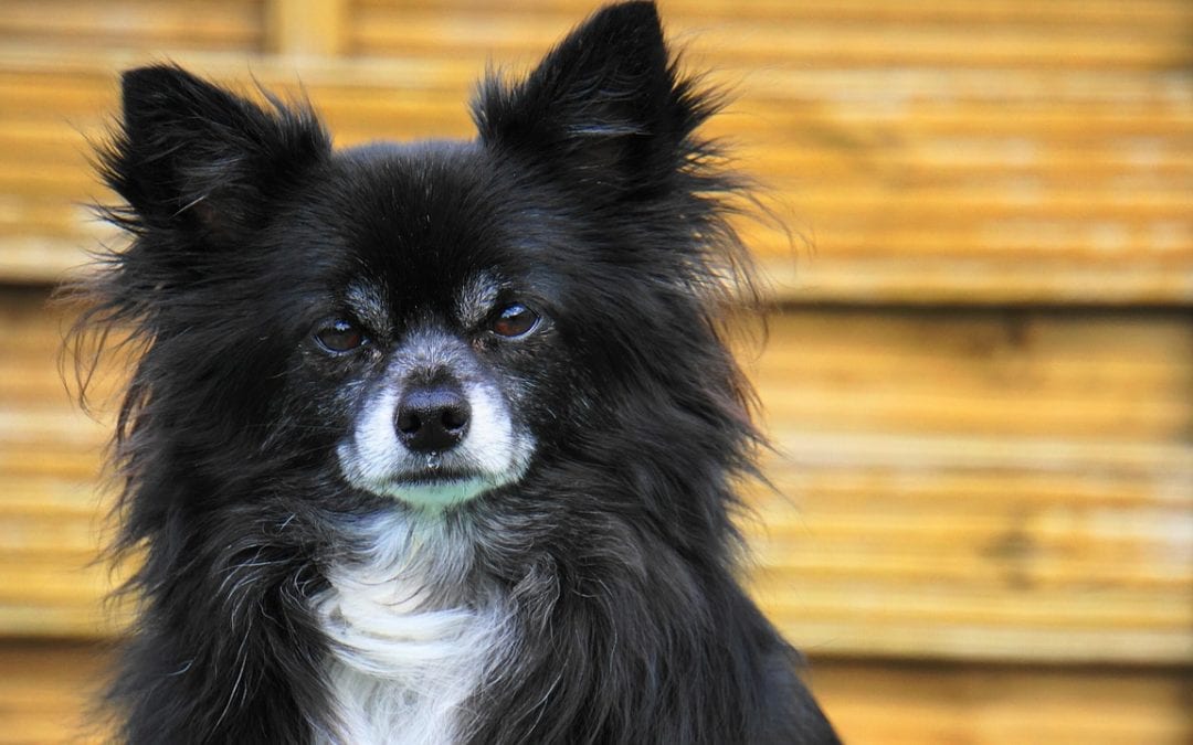 American Heartworm Month