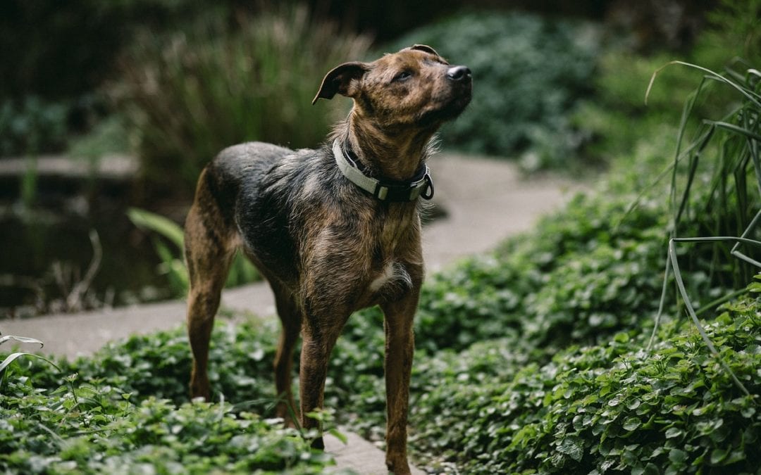 The Newest Word on Heartworms