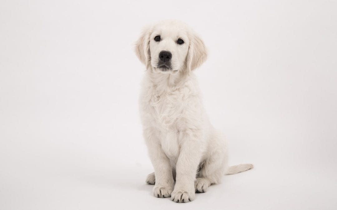 Train Your Dog Month