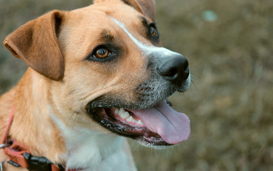 National Pet First Aid Awareness Month