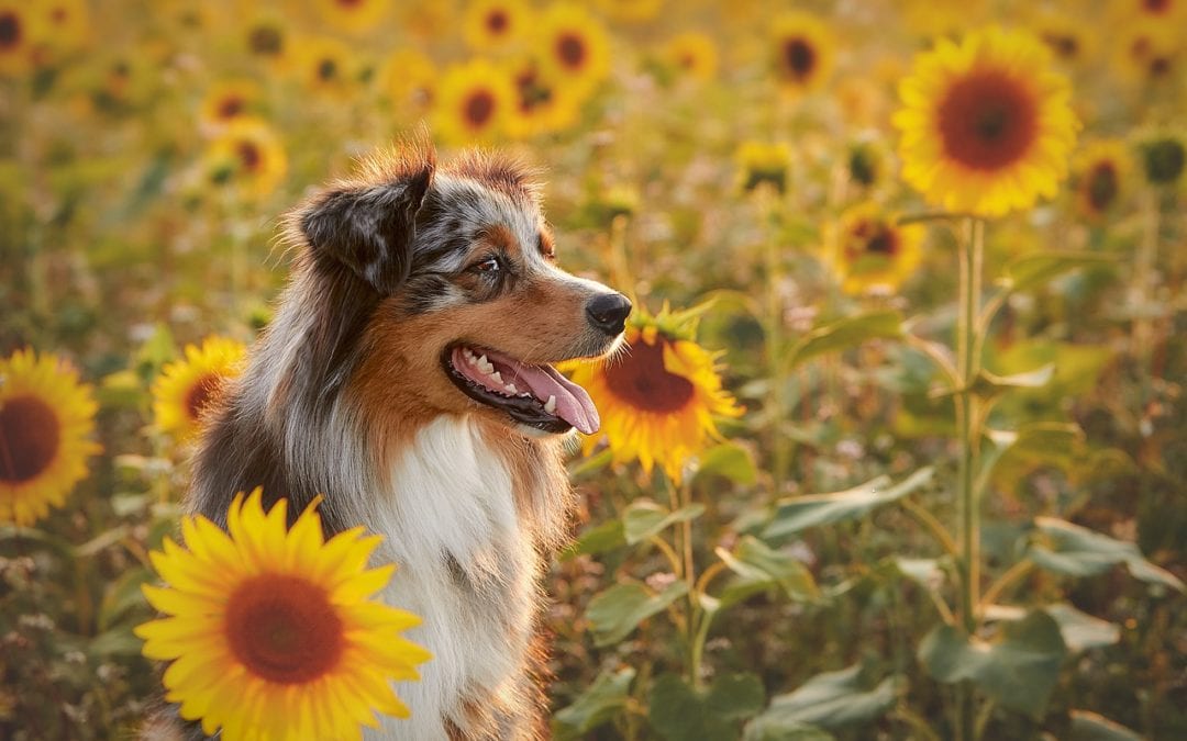 Dog and Cat Parasites in the Roaring Fork Valley