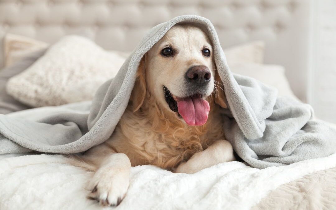 Keeping Your Pets Safe: Poison Prevention Awareness Month