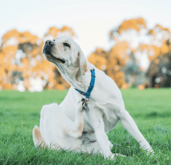 Understanding Pet Allergies: Symptoms, Behavior Changes, and Relief Tips