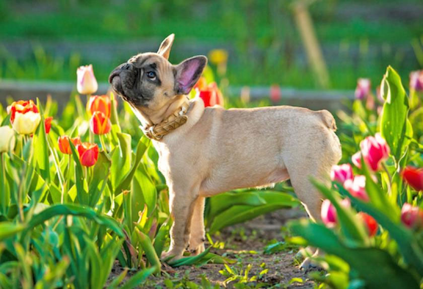 Heartworm Awareness Month