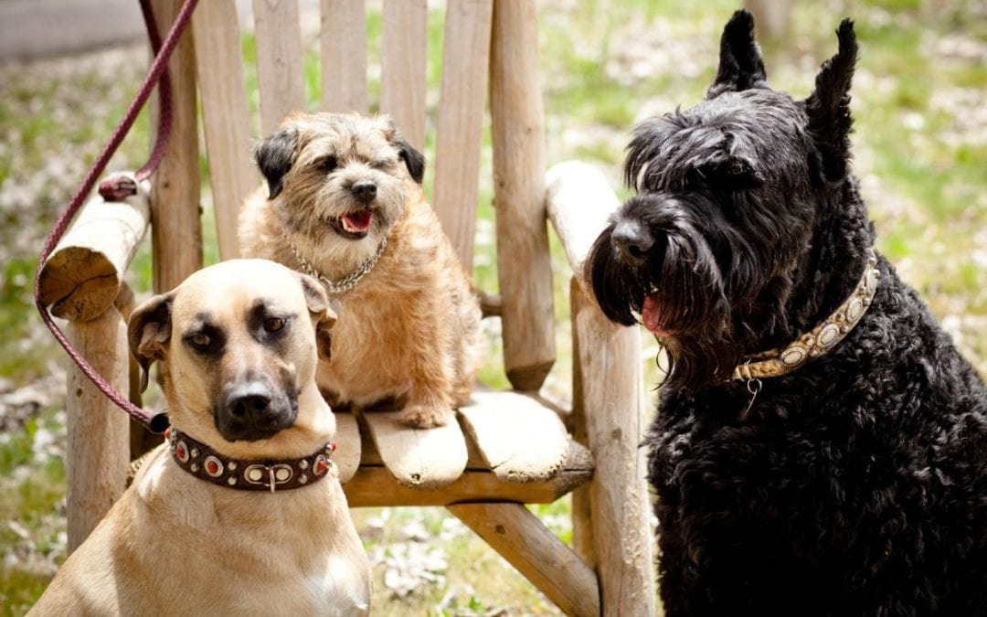 Pet Insurance