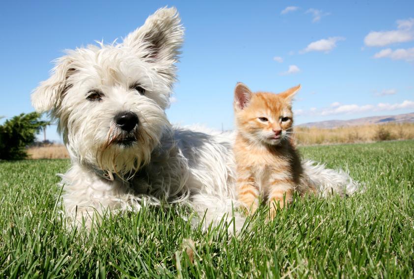 Spring and Flea and Tick Prevention – They Go Hand In Hand!