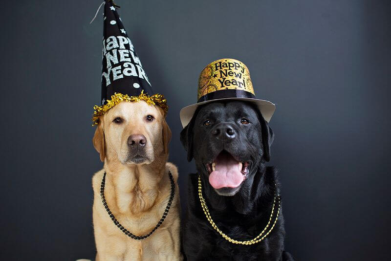 Ten New Year’s Resolutions for your pet