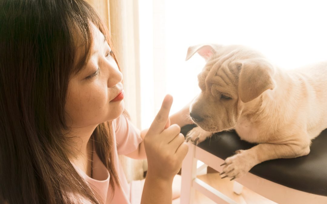 January is National Train Your Dog Month