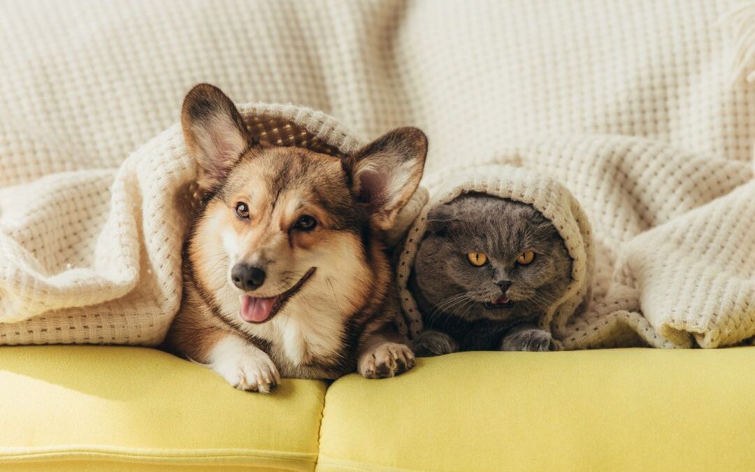 Navigating Canine and Feline Vaccines