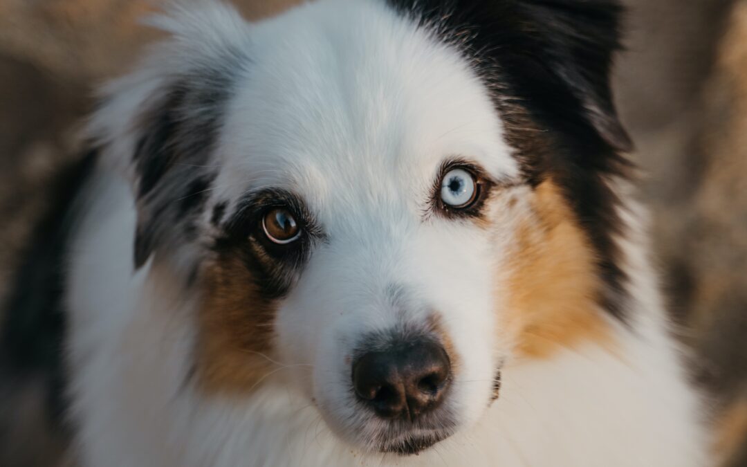 Protecting Your Furry Family Member: The Benefits of Pet Insurance and How to Choose the Right Provider