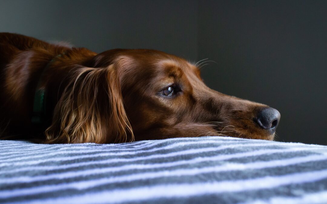 “Kennel Cough”