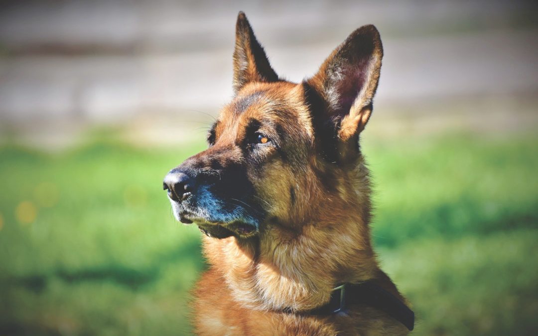 November is Pet Cancer Awareness Month