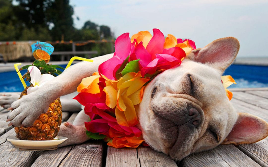 Hot Weather, Hot Dogs